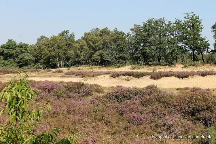 Kwaliteitsverbetering en uitbreiding van Drentse bossen