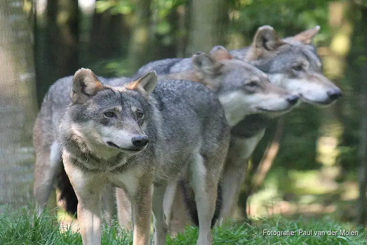 Bijeenkomst over de wolf