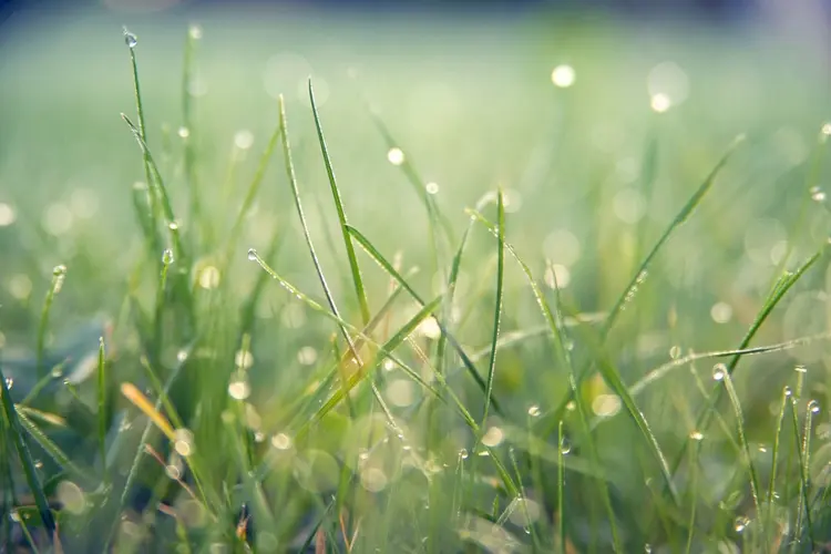 Nieuw: online cursus toepassen kruidenrijk grasland